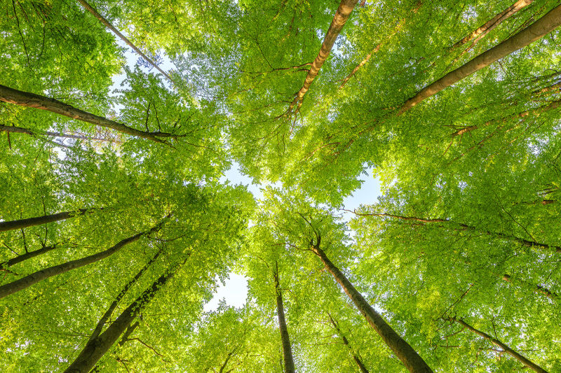 View of green trees