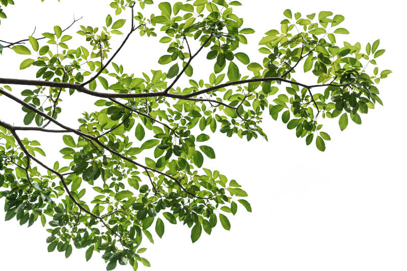 Eco-friendly printing with water-based inks Rama de árbol ecológica con hojas verdes representando las sostenibles tintas a base de agua de la DA-640 y bajo impacto medioambiental.