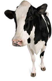 La Vaca