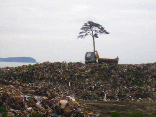 El “Árbol Milagroso”, luego del terremoto y tsunami en Japón.