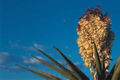 Nevada Color Litho thumbnail