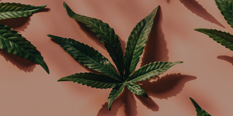 Fondo de hojas