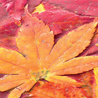 leaves texture printed lef2-200